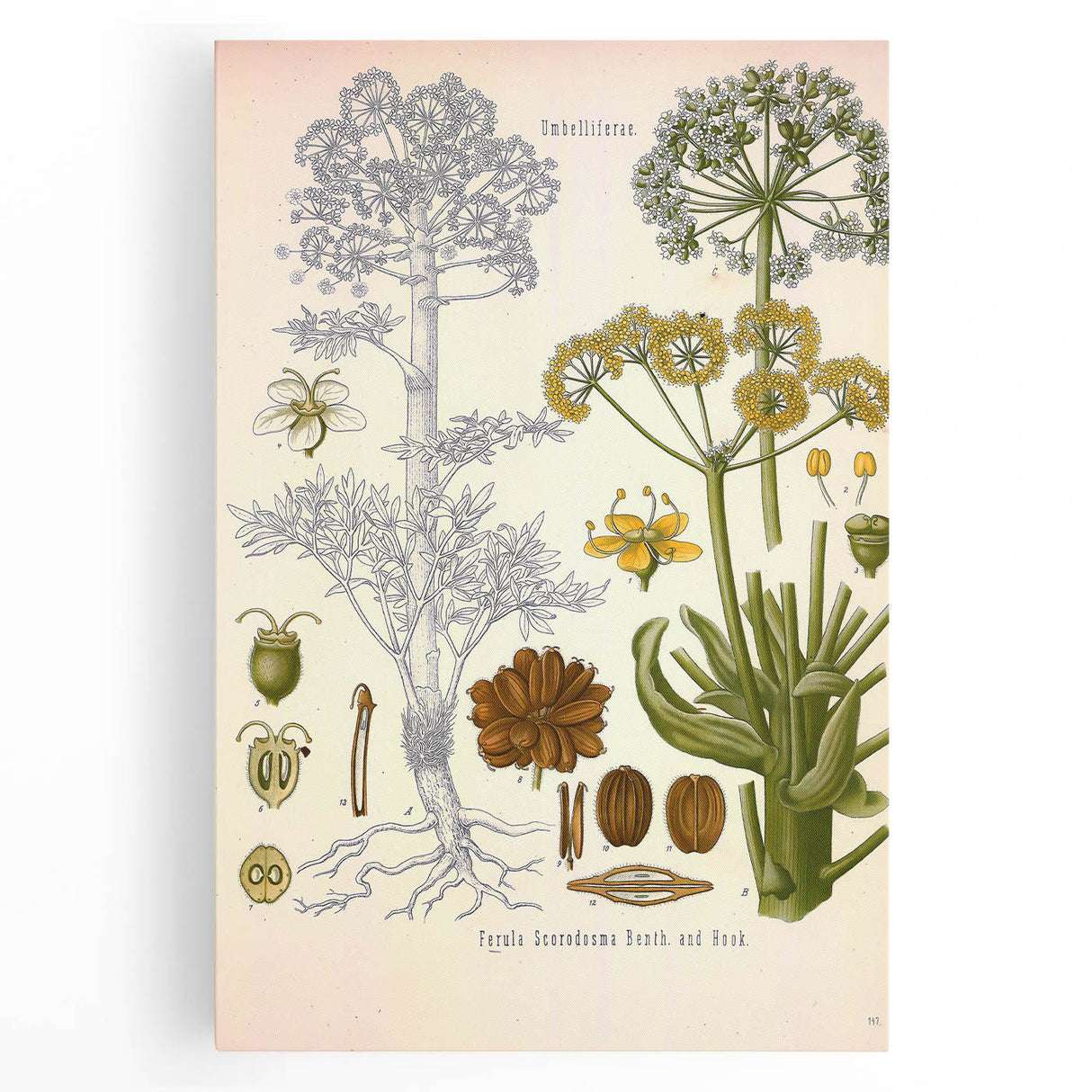 Vintage Botanical Illustration of Ferula Plant Art Print