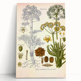 Vintage Botanical Illustration of Ferula Plant Art Print