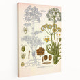 Vintage Botanical Illustration of Ferula Plant Art Print