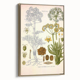 Vintage Botanical Illustration of Ferula Plant Art Print