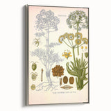 Vintage Botanical Illustration of Ferula Plant Art Print