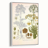 Vintage Botanical Illustration of Ferula Plant Art Print