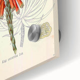 Vintage Botanical Illustration of Aloe Plant Art Print