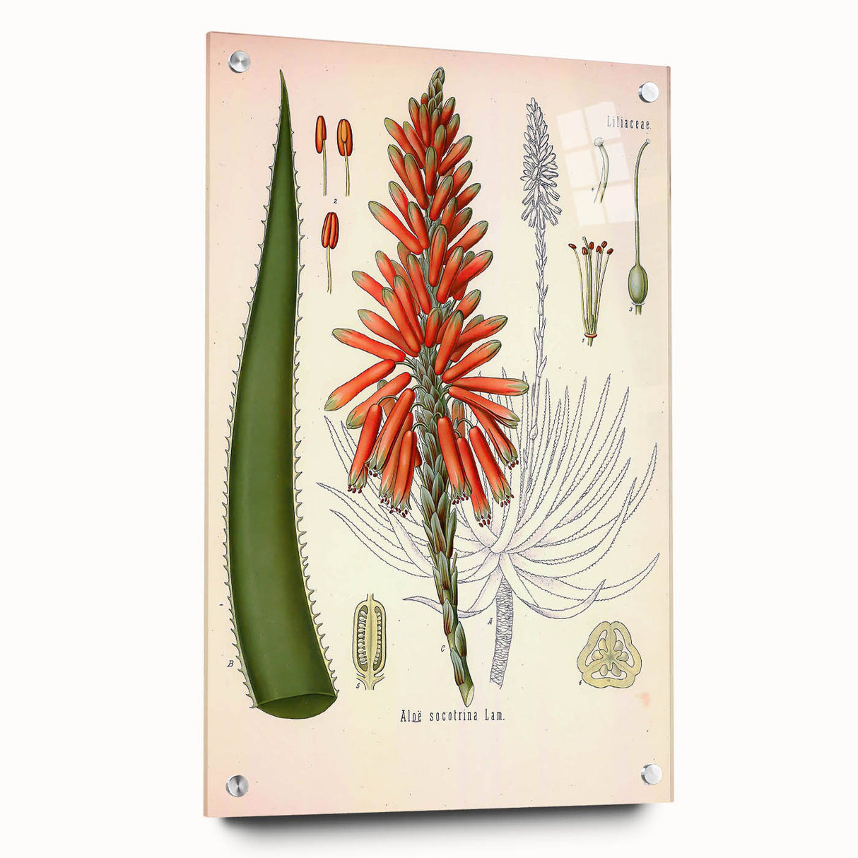 Vintage Botanical Illustration of Aloe Plant Art Print