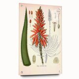 Vintage Botanical Illustration of Aloe Plant Art Print