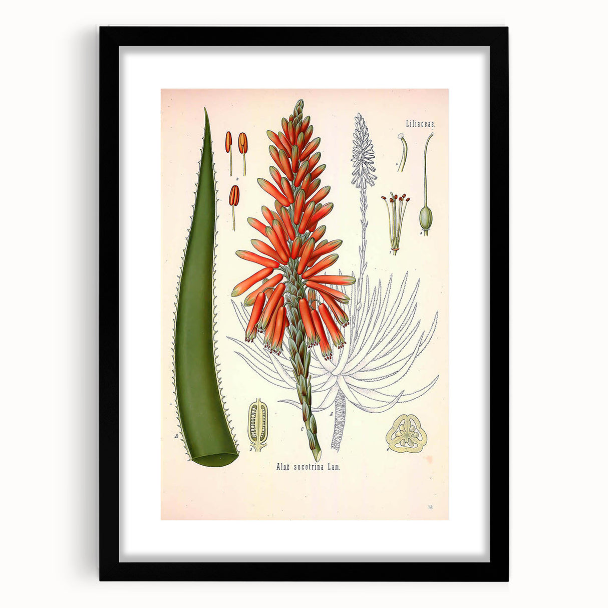 Vintage Botanical Illustration of Aloe Plant Art Print