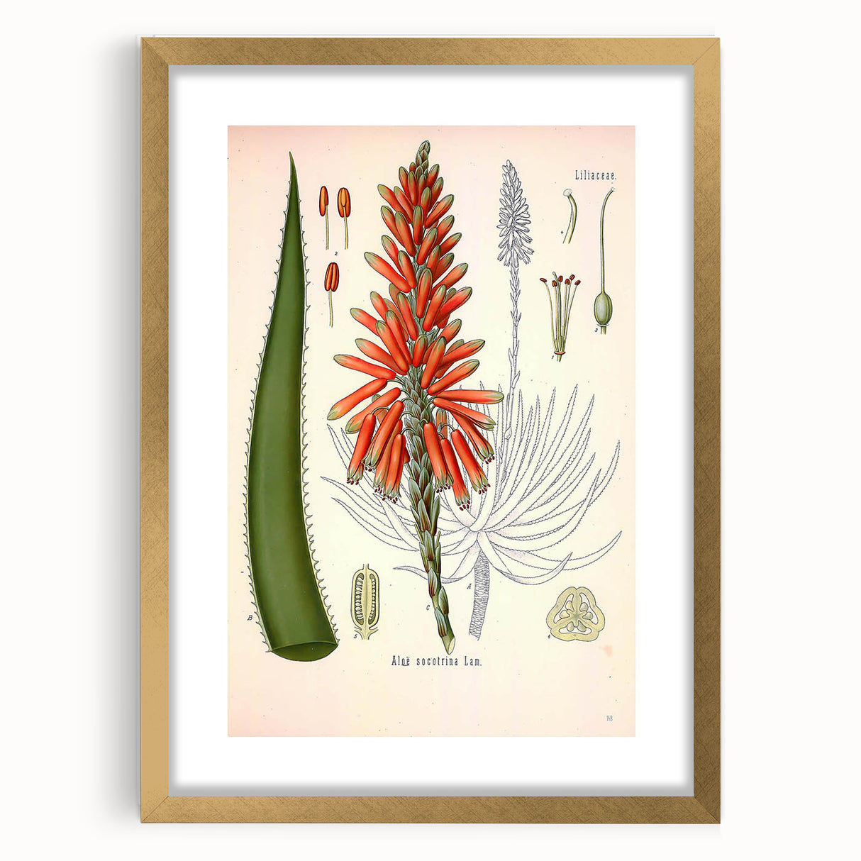Vintage Botanical Illustration of Aloe Plant Art Print