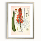 Vintage Botanical Illustration of Aloe Plant Art Print