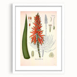Vintage Botanical Illustration of Aloe Plant Art Print