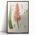 Vintage Botanical Illustration of Aloe Plant Art Print