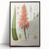 Vintage Botanical Illustration of Aloe Plant Art Print