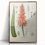 Vintage Botanical Illustration of Aloe Plant Art Print