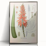 Vintage Botanical Illustration of Aloe Plant Art Print