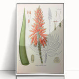 Vintage Botanical Illustration of Aloe Plant Art Print