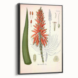 Vintage Botanical Illustration of Aloe Plant Art Print