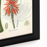Vintage Botanical Illustration of Aloe Plant Art Print