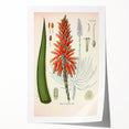 Vintage Botanical Illustration of Aloe Plant Art Print