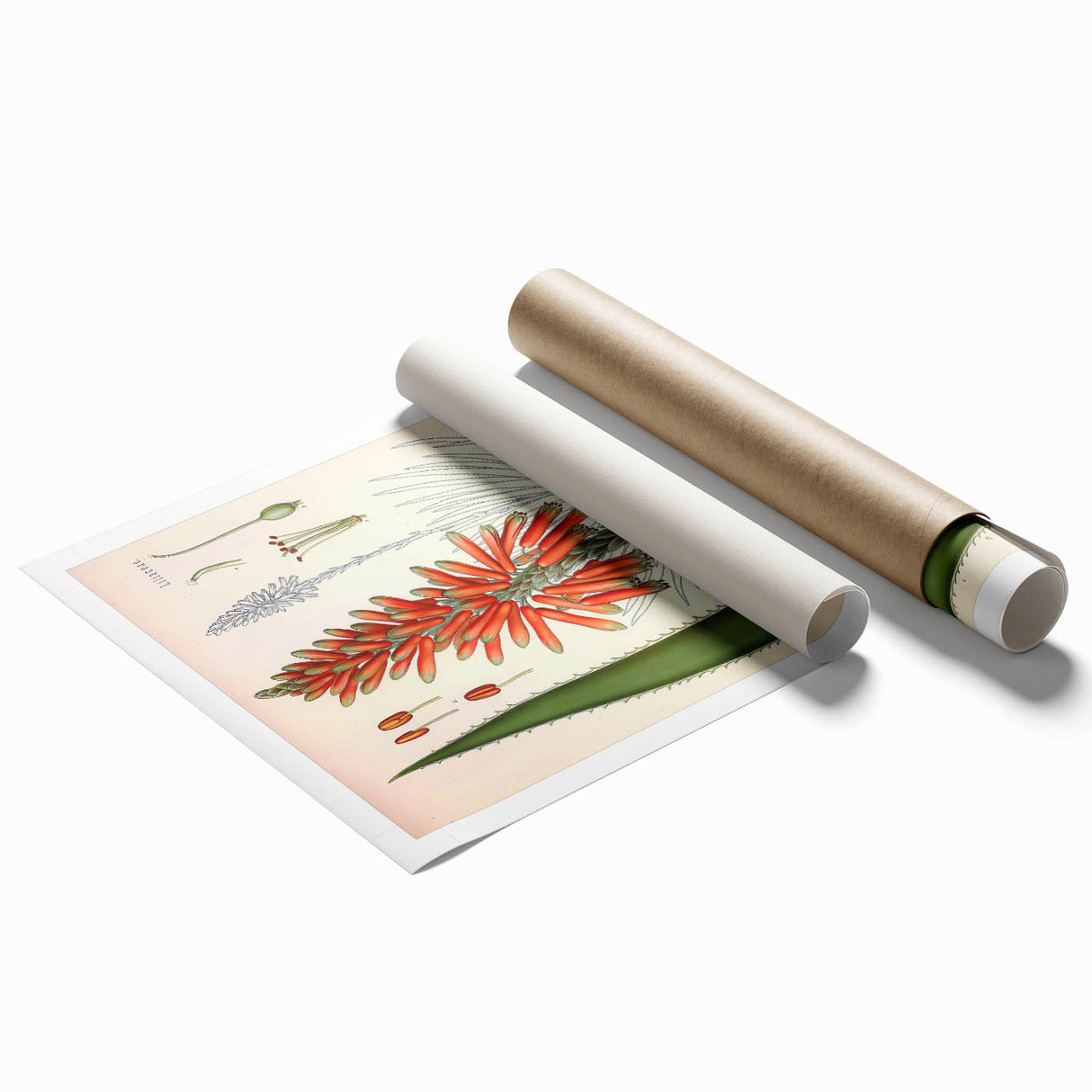 Vintage Botanical Illustration of Aloe Plant Art Print