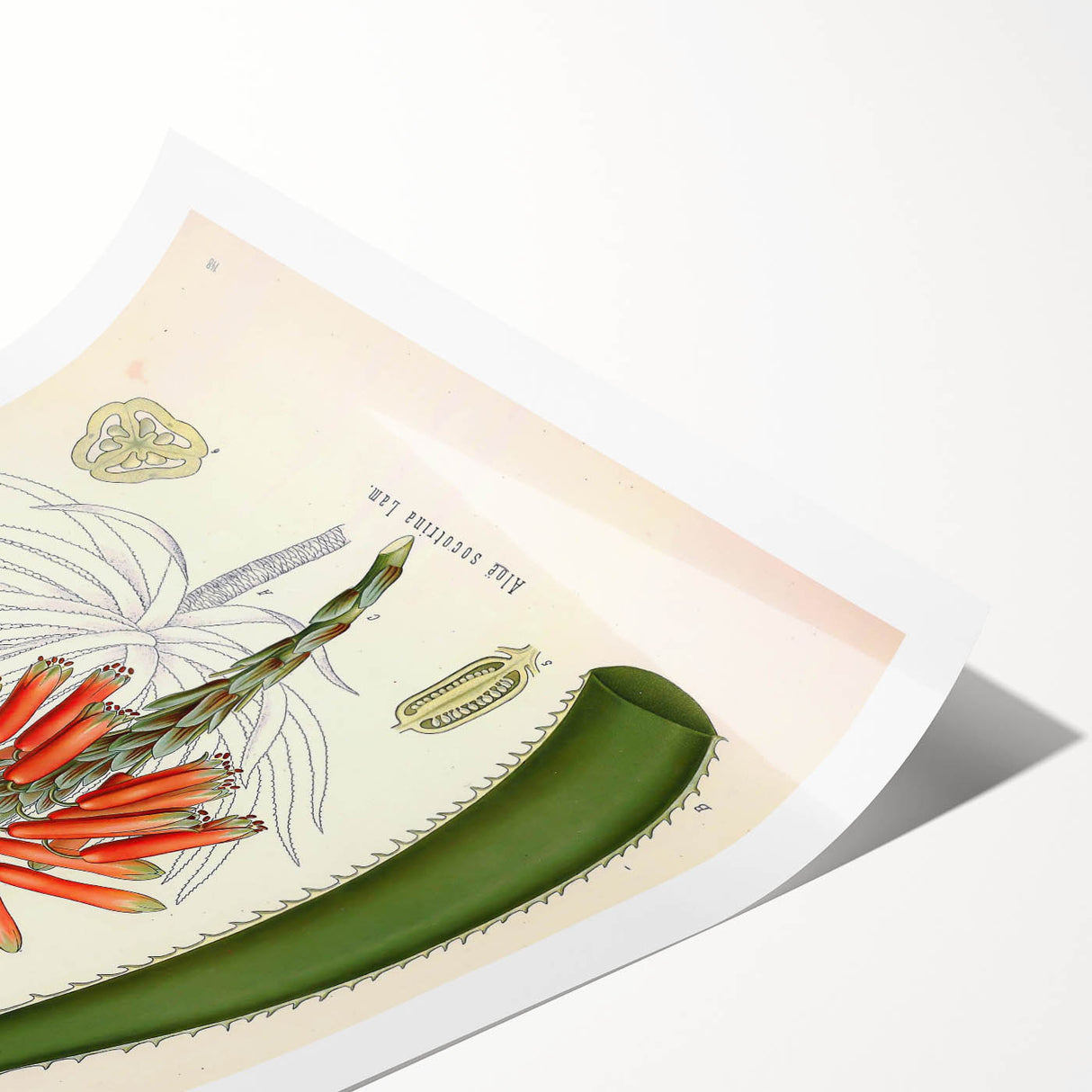 Vintage Botanical Illustration of Aloe Plant Art Print