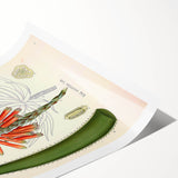 Vintage Botanical Illustration of Aloe Plant Art Print