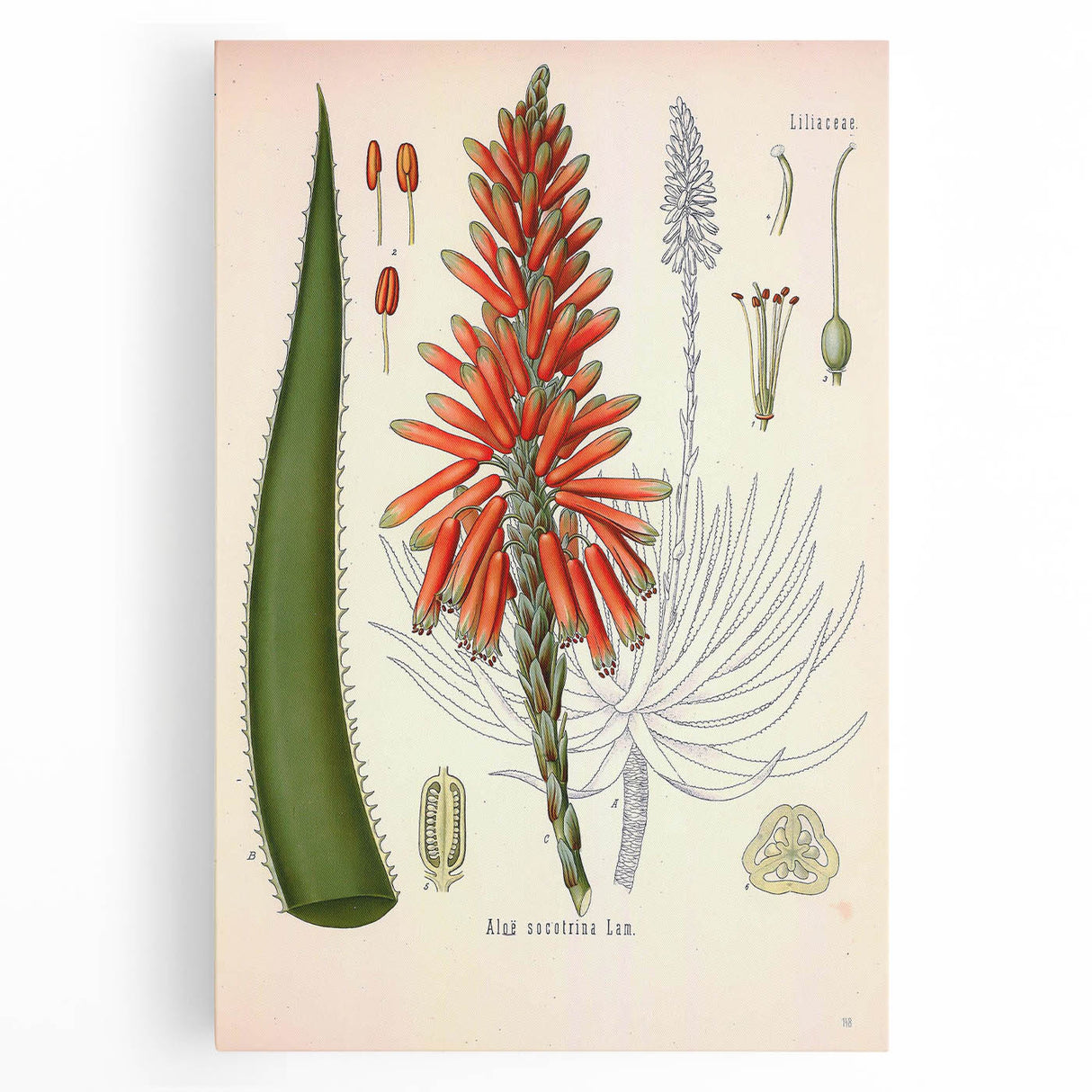 Vintage Botanical Illustration of Aloe Plant Art Print