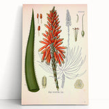 Vintage Botanical Illustration of Aloe Plant Art Print