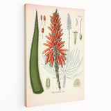 Vintage Botanical Illustration of Aloe Plant Art Print
