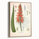 Vintage Botanical Illustration of Aloe Plant Art Print