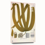 Vintage Botanical Illustration of Laminaria Plant Art Print