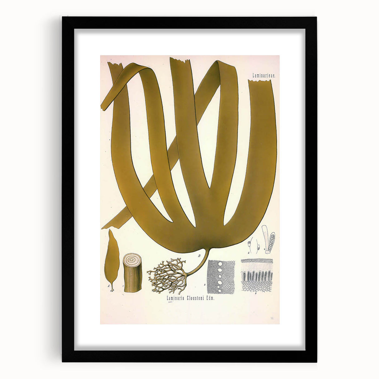 Vintage Botanical Illustration of Laminaria Plant Art Print