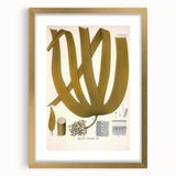 Vintage Botanical Illustration of Laminaria Plant Art Print