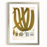 Vintage Botanical Illustration of Laminaria Plant Art Print