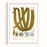 Vintage Botanical Illustration of Laminaria Plant Art Print
