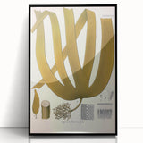 Vintage Botanical Illustration of Laminaria Plant Art Print
