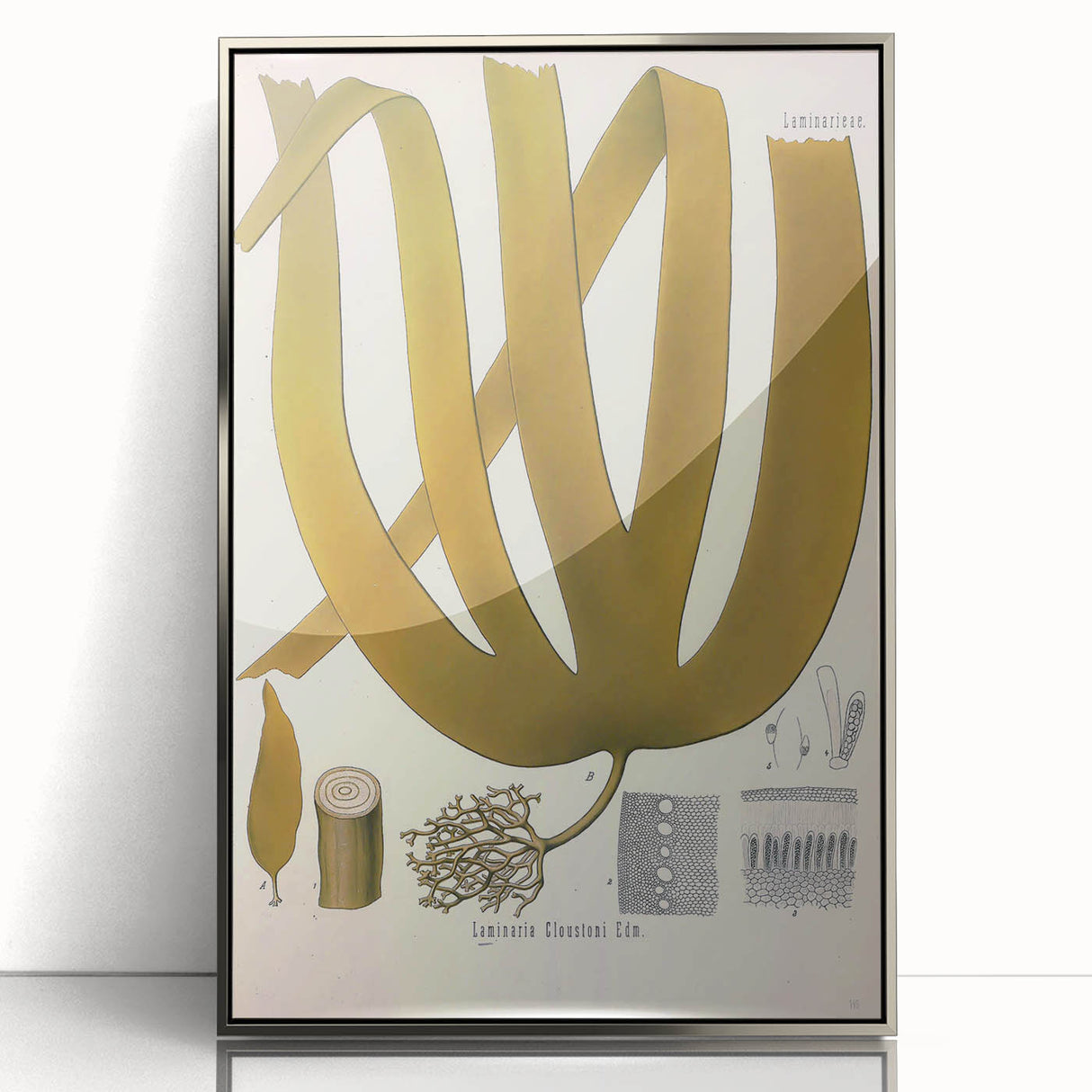 Vintage Botanical Illustration of Laminaria Plant Art Print