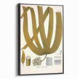 Vintage Botanical Illustration of Laminaria Plant Art Print