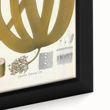 Vintage Botanical Illustration of Laminaria Plant Art Print