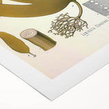 Vintage Botanical Illustration of Laminaria Plant Art Print