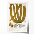 Vintage Botanical Illustration of Laminaria Plant Art Print