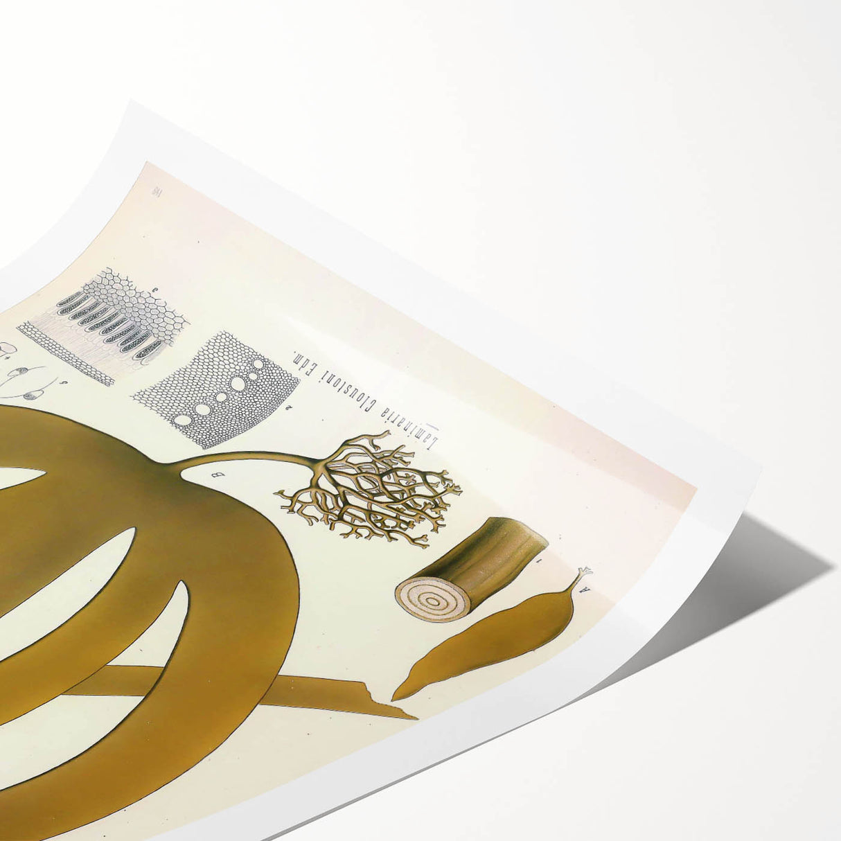 Vintage Botanical Illustration of Laminaria Plant Art Print