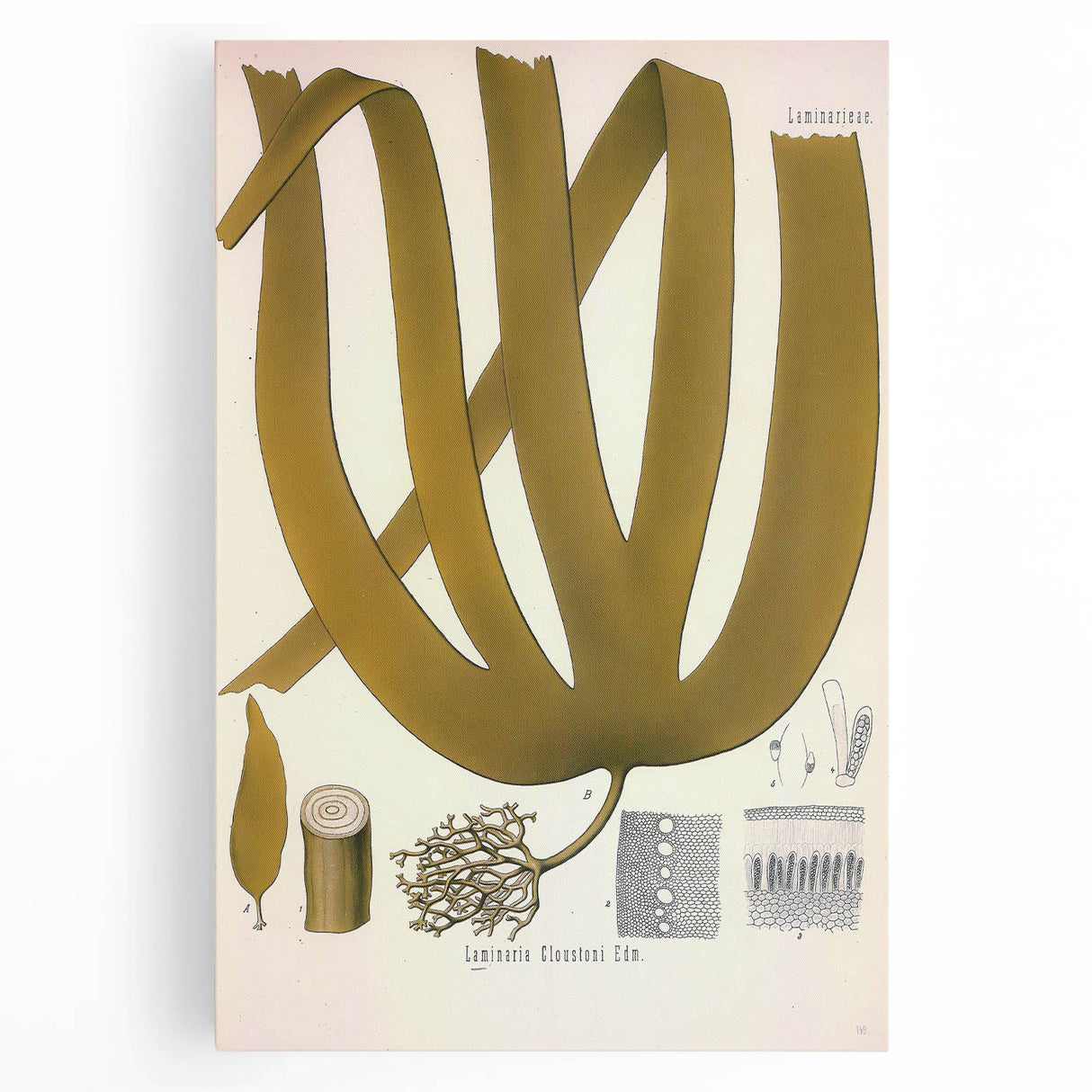 Vintage Botanical Illustration of Laminaria Plant Art Print