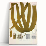 Vintage Botanical Illustration of Laminaria Plant Art Print