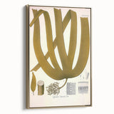 Vintage Botanical Illustration of Laminaria Plant Art Print