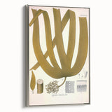 Vintage Botanical Illustration of Laminaria Plant Art Print