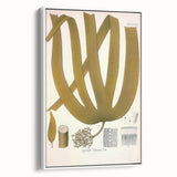 Vintage Botanical Illustration of Laminaria Plant Art Print