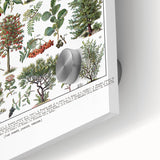Vintage Botanical Illustration of Diverse Trees Art Print