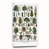 Vintage Botanical Illustration of Diverse Trees Art Print