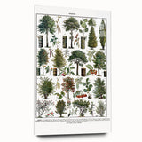 Vintage Botanical Illustration of Diverse Trees Art Print