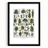 Vintage Botanical Illustration of Diverse Trees Art Print