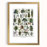 Vintage Botanical Illustration of Diverse Trees Art Print